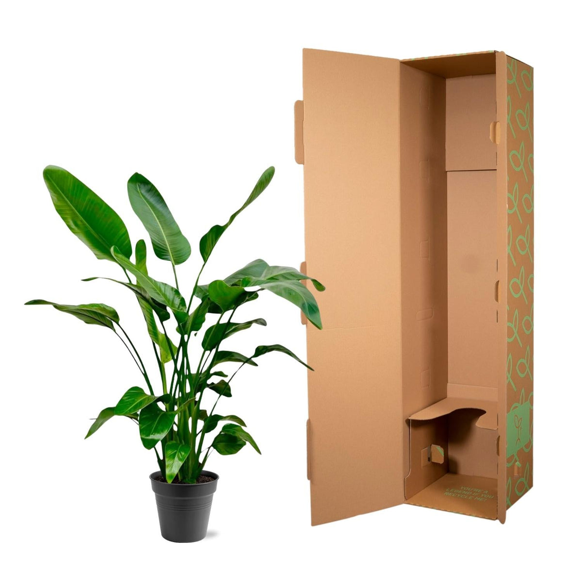 Strelitzia Nicolai - 140-150cm - Forestbloom