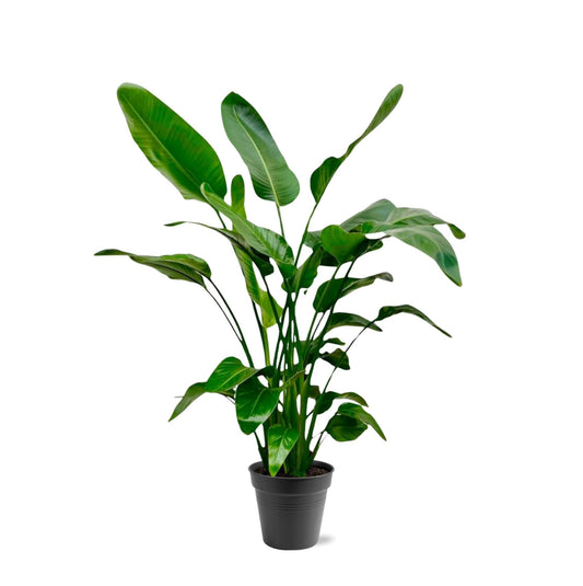 Strelitzia Nicolai - 140-150cm - Forestbloom