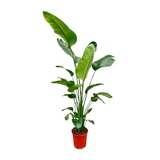 Strelitzia Nicolai - 180-210 cm - Forestbloom