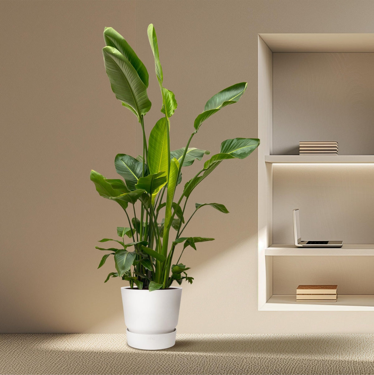 Strelitzia Nicolai de luxe XXL - 250 cm - Forestbloom