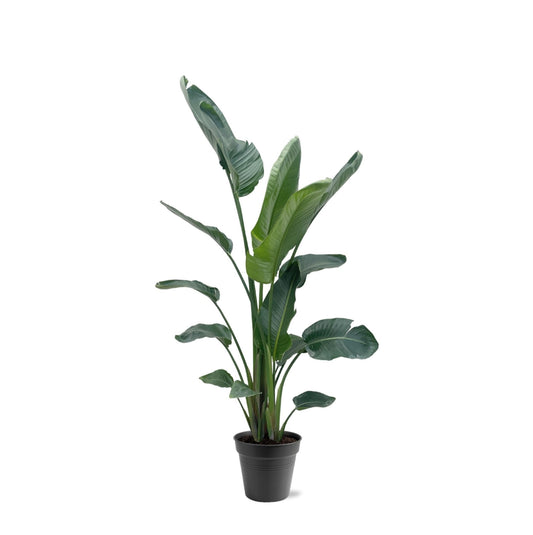 Strelitzia Nicolai XXL - 190-225 cm - Forestbloom