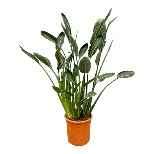 Strelitzia Reginae XL - 160 cm - Forestbloom