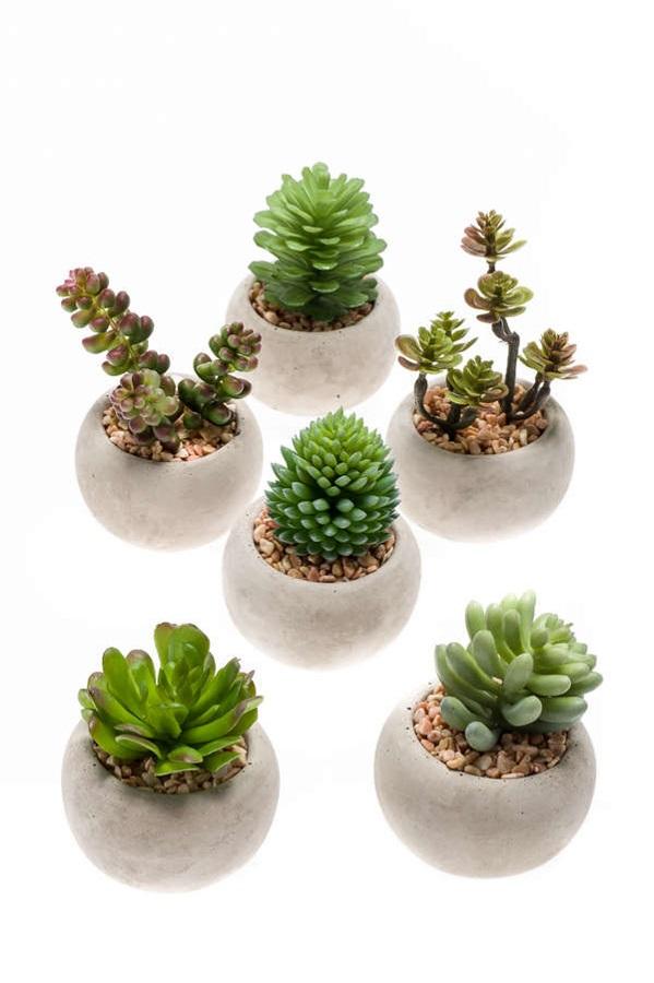 Succulenten set van 6 met pot - Forestbloom