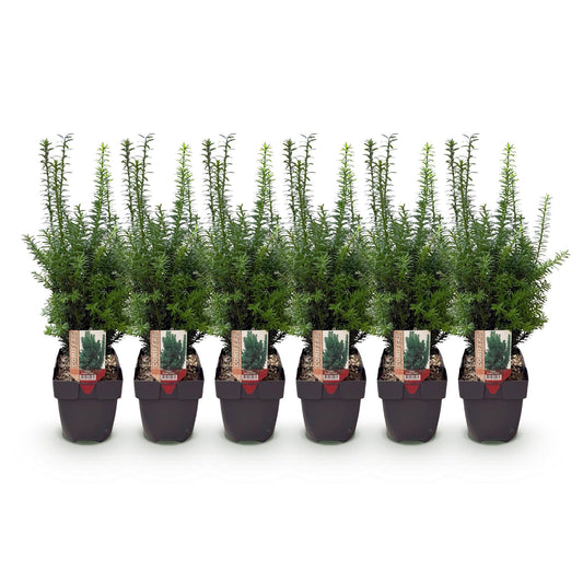 Taxus media Hilii - 6 planten - 1 strekkende meter - Forestbloom