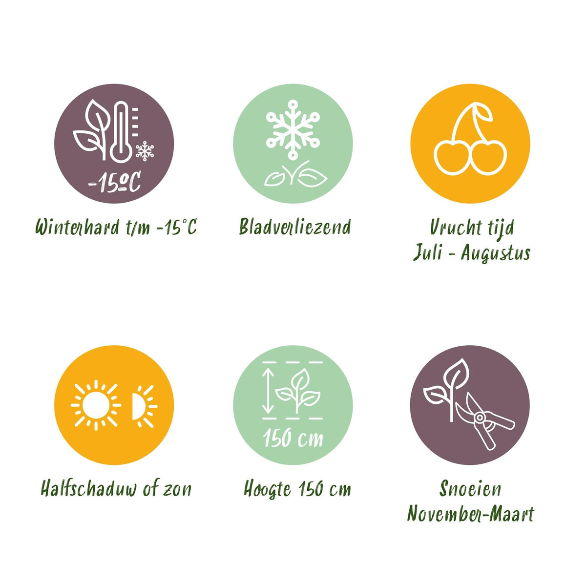 Taybes - Rubus Tayberry - Rode Vrucht - 2 planten - Forestbloom