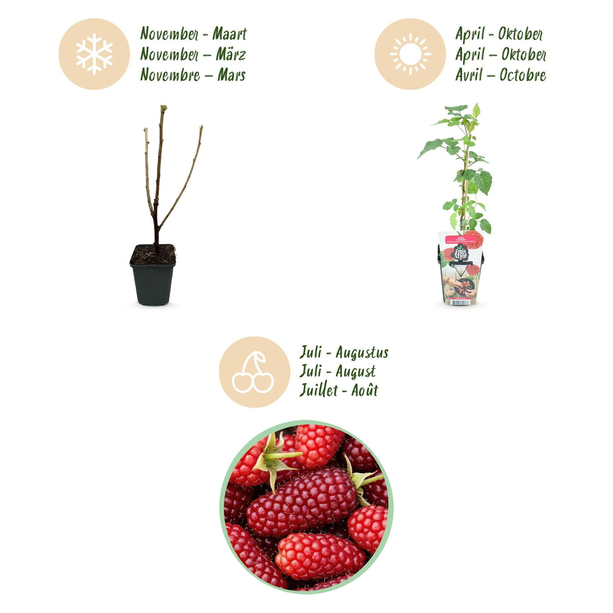 Taybes - Rubus Tayberry - Winterhard - 6 Planten - Forestbloom