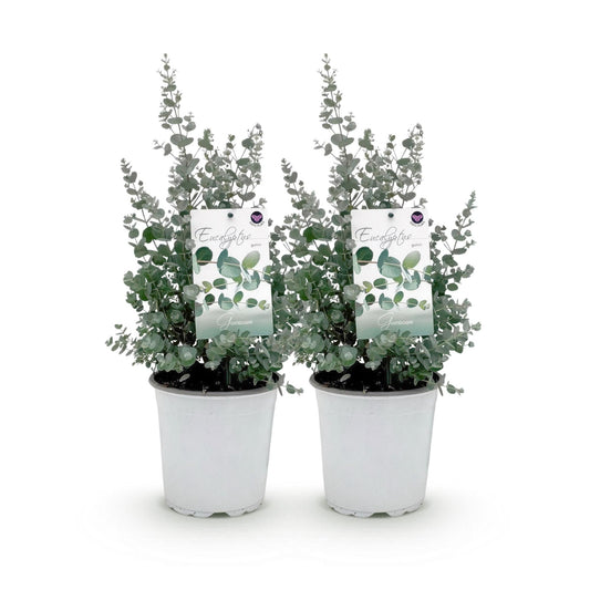Terrasplant - Eucalyptus boom - Eucalyptus gunni - 2 Planten - Forestbloom