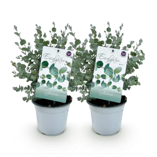 Terrasplant - Eucalyptus boom - Eucalyptus gunni - 2 Planten - Forestbloom