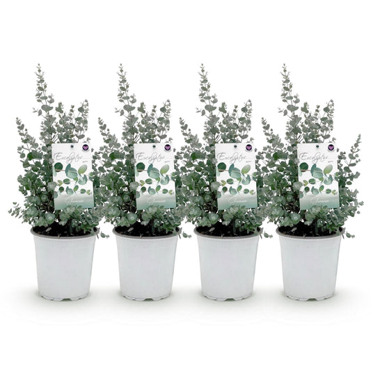 Terrasplant - Eucalyptus boom - Eucalyptus gunni - 4 Planten - Forestbloom