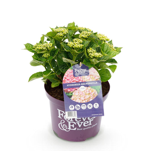 Terrasplant - Hortensia - Hydrangea Forever & Ever - 7-12 Bloemen - Forestbloom