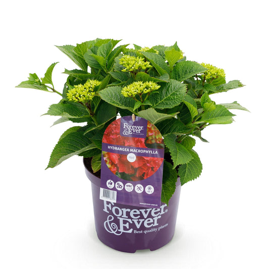 Terrasplant - Hortensia - Hydrangea Forever & Ever - 7-12 Bloemen - Forestbloom
