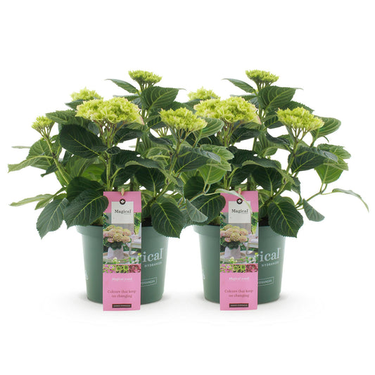 Terrasplant - Hortensia - Hydrangea Magical Jewel Pink - 6-10 Bloemen - 2 Planten - Forestbloom
