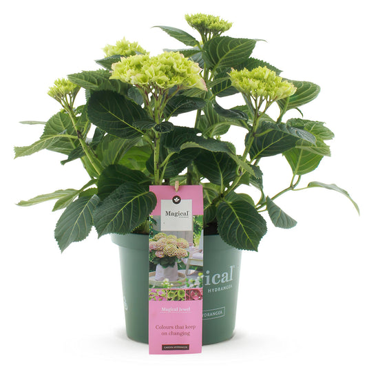 Terrasplant - Hortensia - Hydrangea Magical Jewel Pink - 6-10 Bloemen - Forestbloom