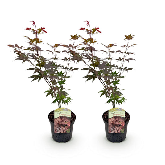 Terrasplant - Japanse Esdoorn - Acer palmatum Atropurpureum - 2 Planten - Forestbloom