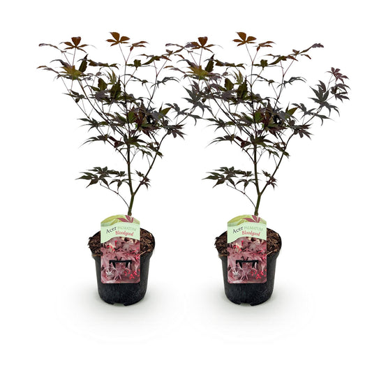 Terrasplant - Japanse Esdoorn - Acer palmatum Bloodgood - 2 Planten - Forestbloom