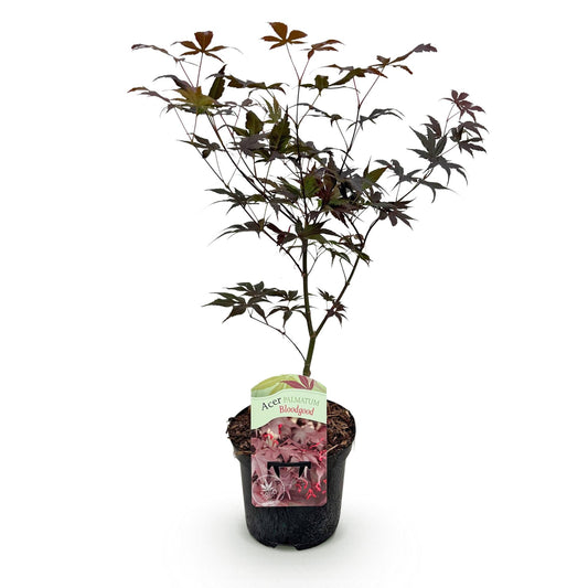 Terrasplant - Japanse Esdoorn - Acer palmatum Bloodgood - Forestbloom