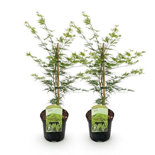 Terrasplant - Japanse Esdoorn - Acer palmatum Emerald Lace - 2 Planten - Forestbloom