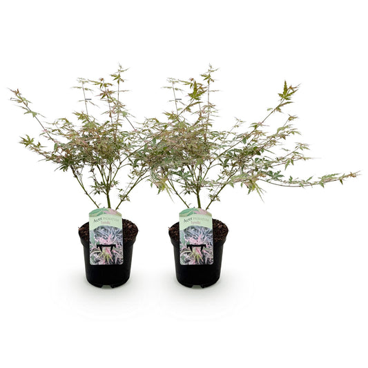 Terrasplant - Japanse Esdoorn - Acer palmatum Iyoshi - 2 Planten - Forestbloom