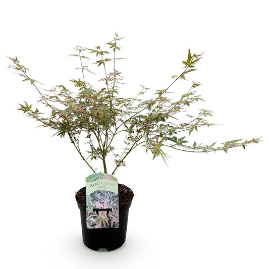 Terrasplant - Japanse Esdoorn - Acer palmatum Iyoshi - Forestbloom