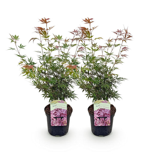 Terrasplant - Japanse Esdoorn - Acer palmatum Jerre Swarts - 2 Planten - Forestbloom