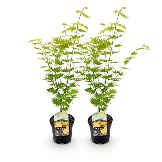 Terrasplant - Japanse Esdoorn - Acer palmatum Jordan - 2 Planten - Forestbloom