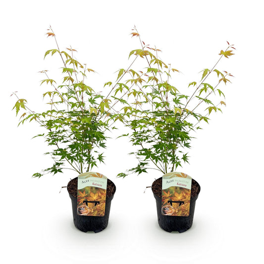 Terrasplant - Japanse Esdoorn - Acer palmatum Katsura - 2 Planten - Forestbloom