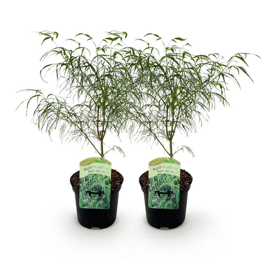 Terrasplant - Japanse Esdoorn - Acer palmatum Koto-no-ito - 2 Planten - Forestbloom