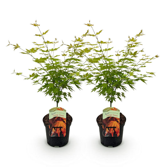 Terrasplant - Japanse Esdoorn - Acer palmatum Orange Dream - 2 Planten - Forestbloom