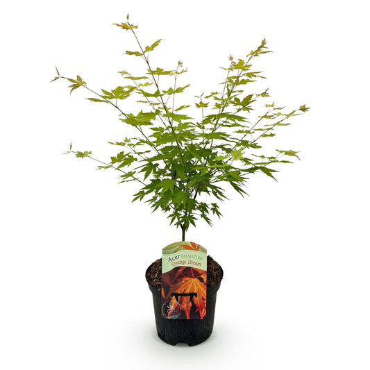 Terrasplant - Japanse Esdoorn - Acer palmatum Orange Dream - Forestbloom