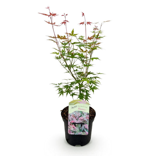 Terrasplant - Japanse Esdoorn - Acer palmatum Phoenix - Forestbloom