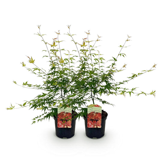 Terrasplant - Japanse Esdoorn - Acer palmatum Pink Dwarf - 2 Planten - Forestbloom