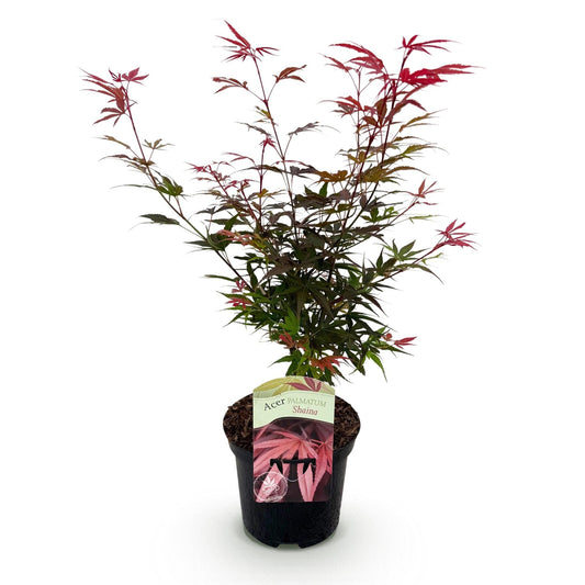 Terrasplant - Japanse Esdoorn - Acer palmatum Shaina - Forestbloom