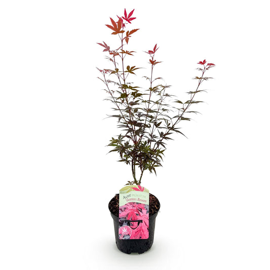 Terrasplant - Japanse Esdoorn - Acer palmatum Skeetsers Broom - Forestbloom
