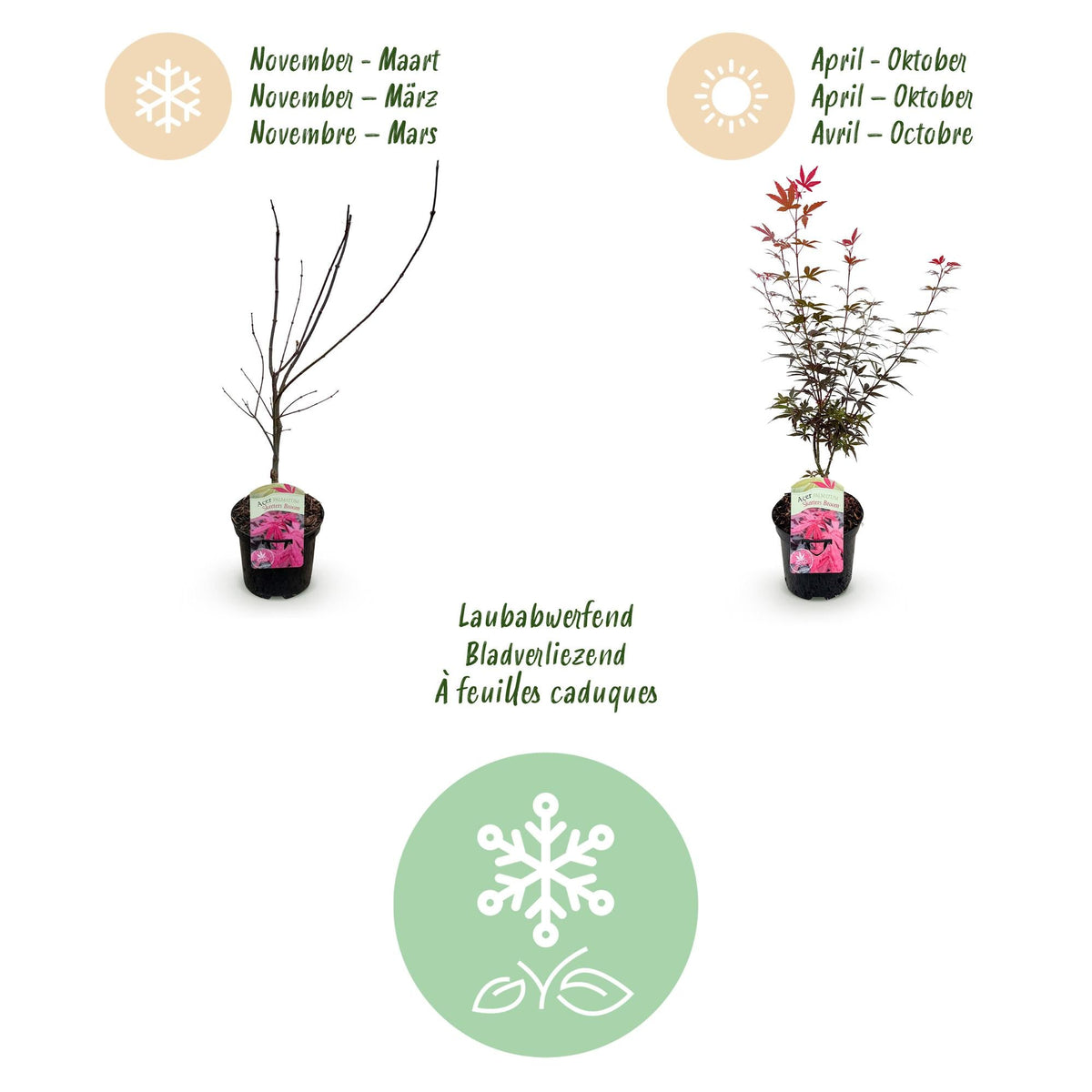 Terrasplant - Japanse Esdoorn - Acer palmatum Skeetsers Broom - 2 Planten - Forestbloom