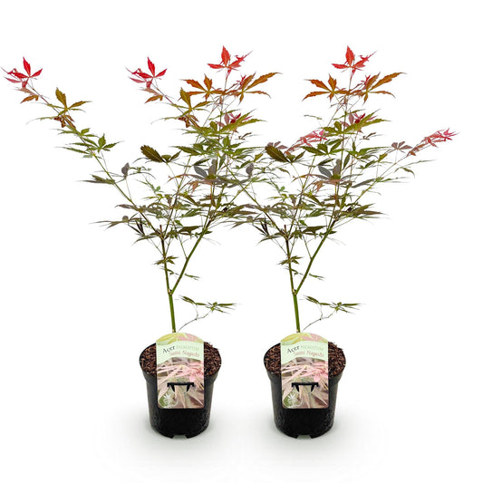 Terrasplant - Japanse Esdoorn - Acer palmatum Sumi-nagashi - 2 Planten - Forestbloom