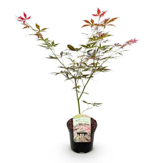 Terrasplant - Japanse Esdoorn - Acer palmatum Sumi-nagashi - Forestbloom