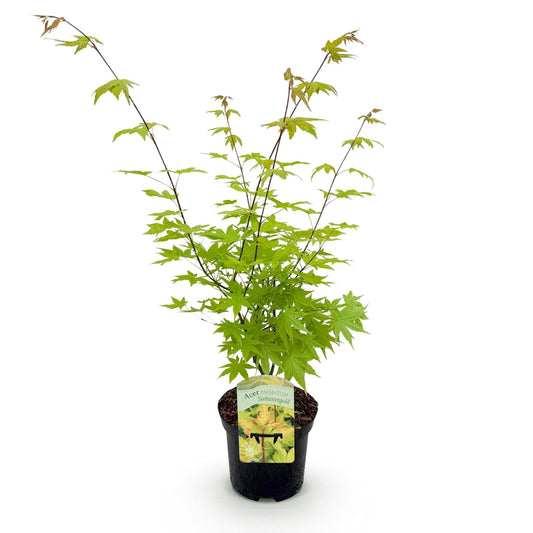 Terrasplant - Japanse Esdoorn - Acer palmatum Summergold - Forestbloom