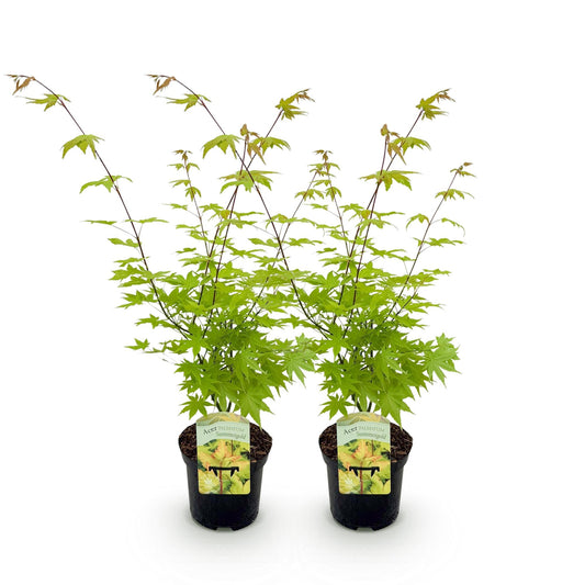 Terrasplant - Japanse Esdoorn - Acer palmatum Summergold - 2 Planten - Forestbloom