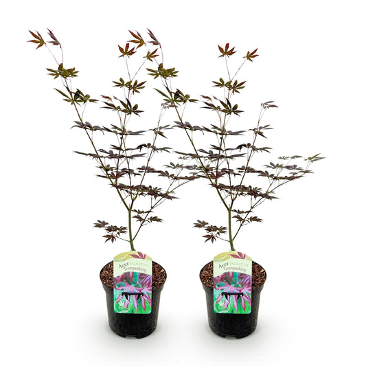 Terrasplant - Japanse Esdoorn - Acer palmatum Trompenburg - 2 Planten - Forestbloom