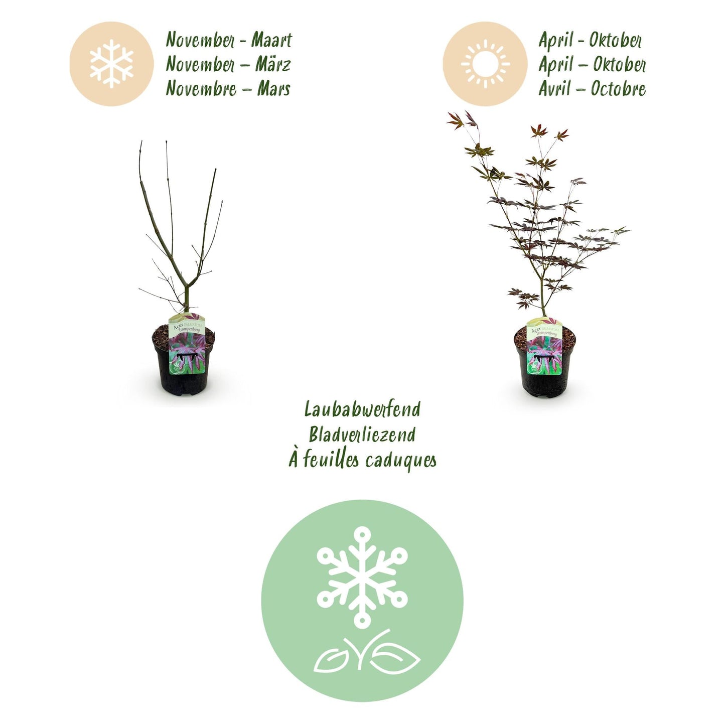 Terrasplant - Japanse Esdoorn - Acer palmatum Trompenburg - Forestbloom