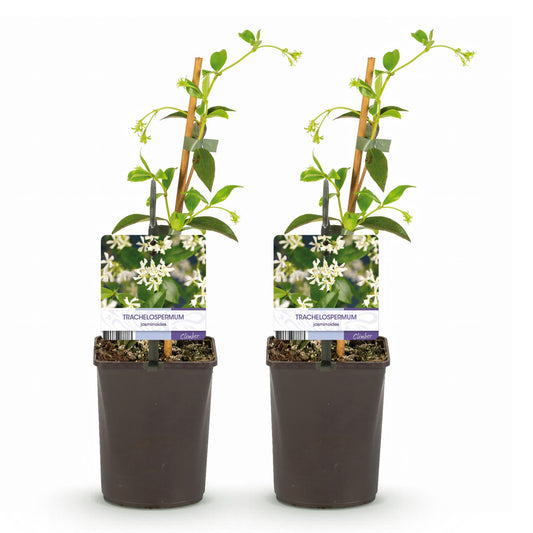 Toscaanse jasmijn - Trachelospermum jasminoides - 2 planten - Forestbloom