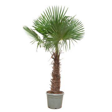 Trachycarpus Fortunei - 240-270 cm - Forestbloom