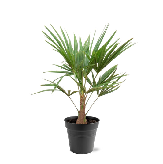Trachycarpus Fortunei - 90-100cm - Forestbloom