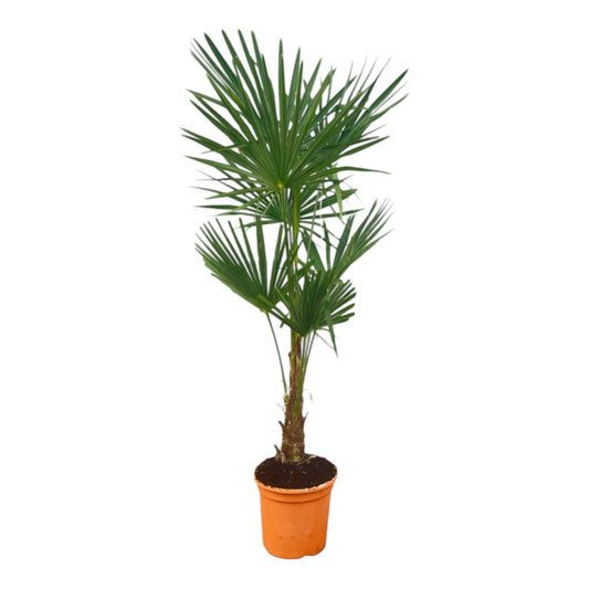Trachycarpus Fortuneii - 120-140cm - Forestbloom