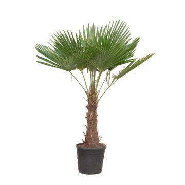 Trachycarpus Fortuneii - 180-200 cm - Forestbloom