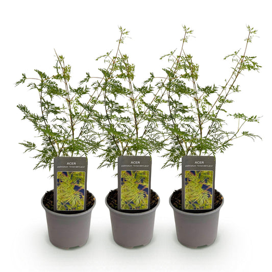 Tuinplant - Acer palmatum Emerald Lace - 3 Planten - Weinig Onderhoud - Forestbloom