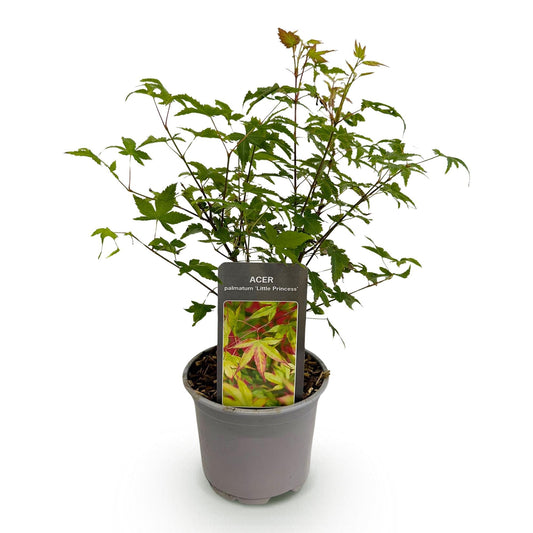 Tuinplant - Acer palmatum Little Princess - Weinig Onderhoud - Forestbloom