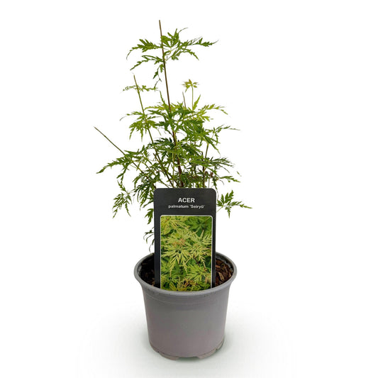 Tuinplant - Acer palmatum Seiryu - Weinig Onderhoud - Forestbloom