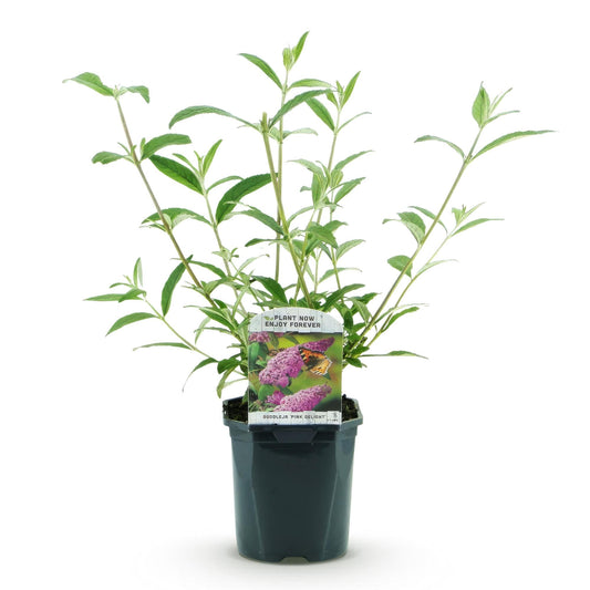 Tuinplant - Buddleja davidii Pink Delight - Vlinderstruik - Winterhard - Forestbloom