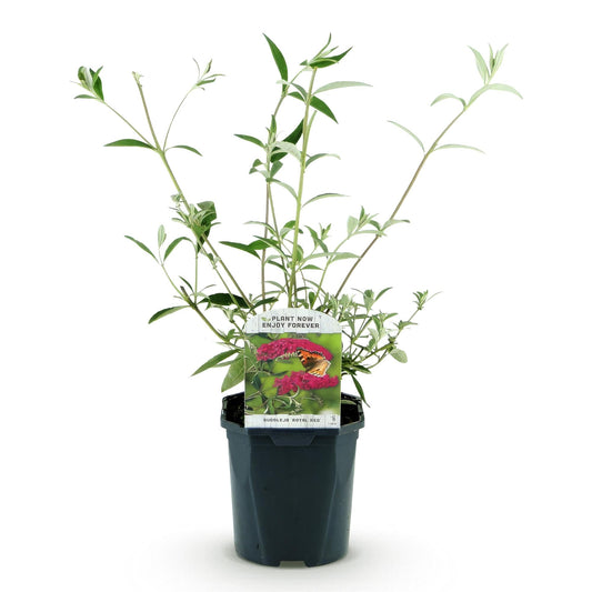 Tuinplant - Buddleja davidii Royal Red - Vlinderstruik - Winterhard - Forestbloom